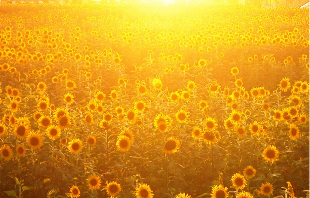 sunflowers